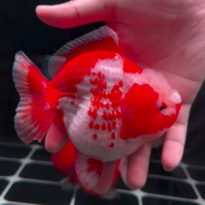 Pesona Ikan Koki Oranda Short Tail (OST): Primadona Baru di Kota Medan | Medan Koki Super