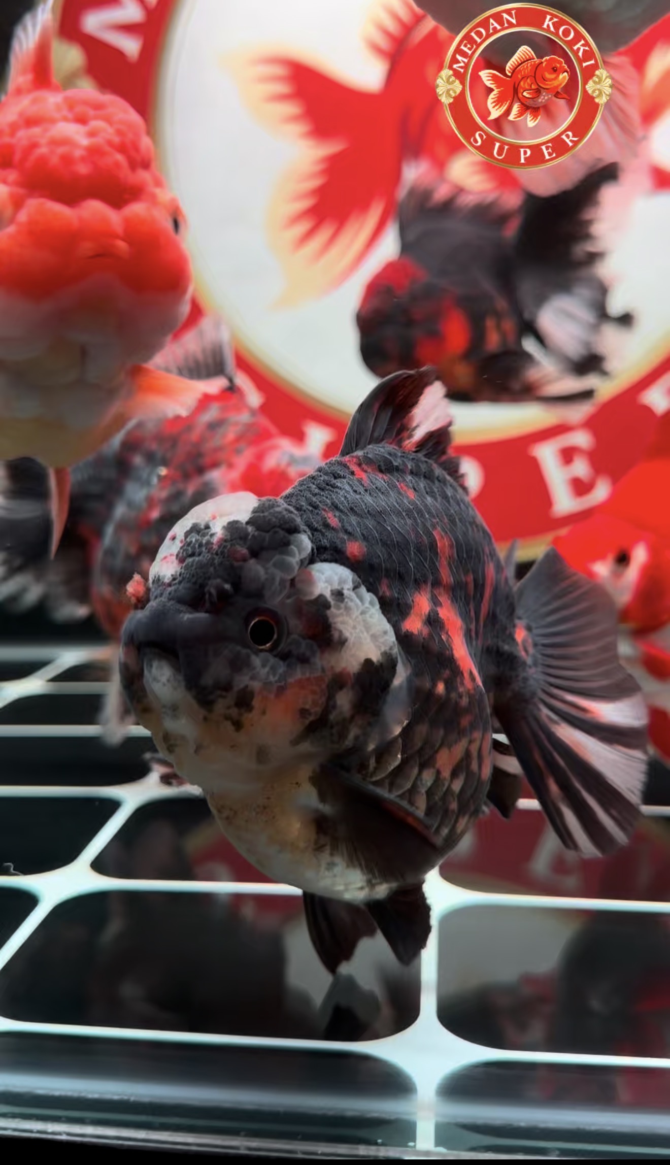 Anatomi Sang Juara: Membedah Ciri Koki Oranda Kualitas Kontes (Bukan Ikan Pasaran) - Medan Koki Super