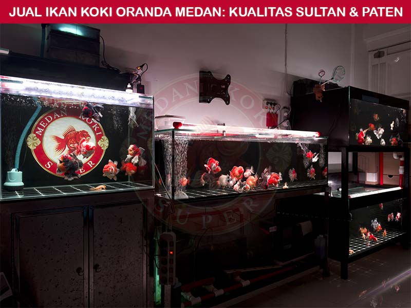 Jual Ikan Koki Oranda Medan: Kualitas Sultan & Paten - Medan Koki Super