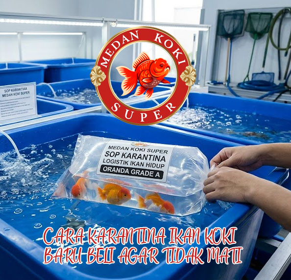Cara Karantina Ikan Koki Baru Beli Agar Tidak Mati | Medan Koki Super