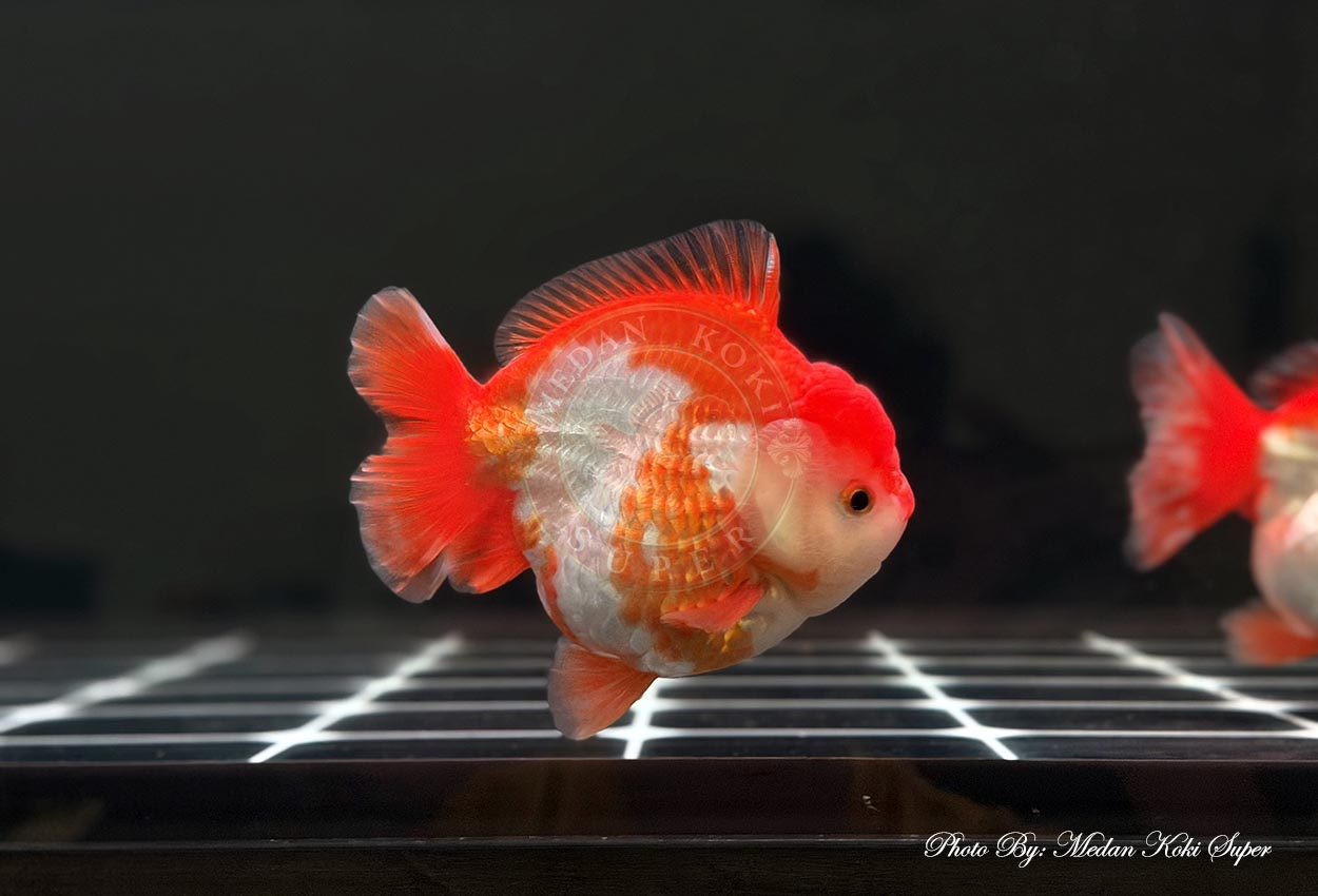 Pesona Ikan Koki Oranda Short Tail & Cara Merawatnya - Medan Koki Super